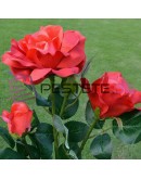 Градинска LED Соларна лампа роза